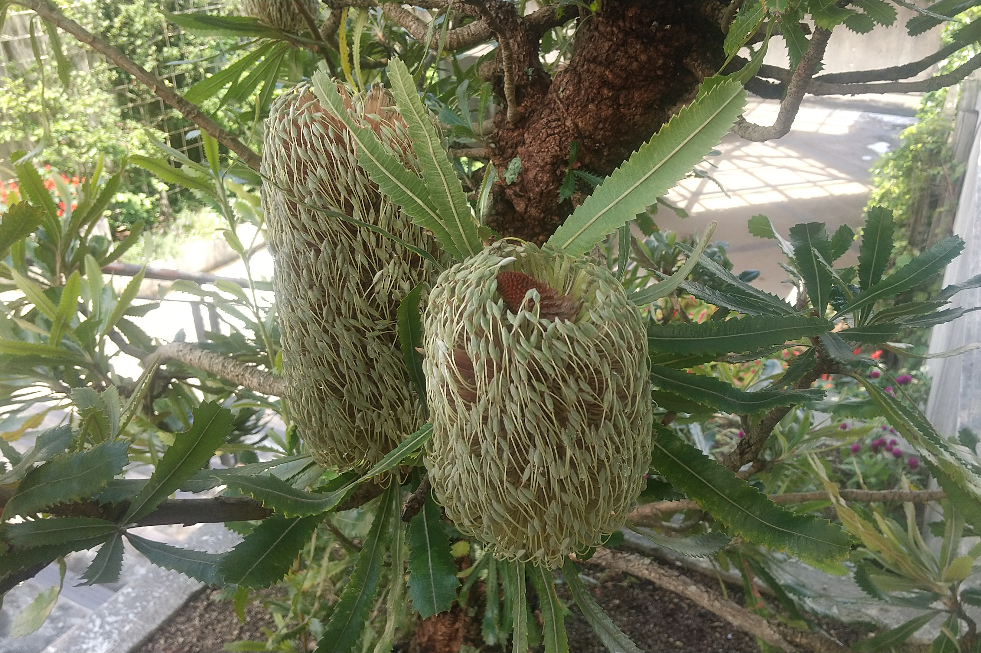 大阪府立花の文化園 植物園 公式 Gfc Osaka Twitter