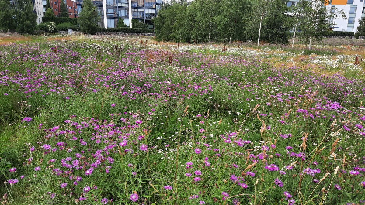 Seppo Knuuttila tweet media