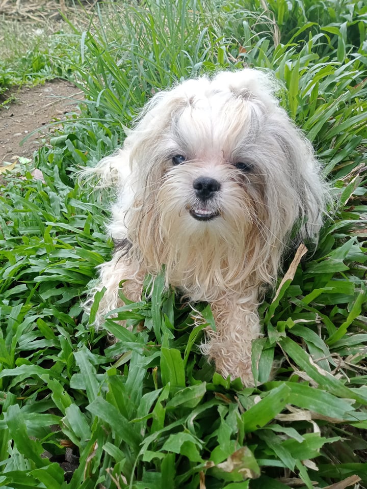 Good Morning to all my lovely Twitter Friends and Followers. Wishing you all a Blessed Sunday.  I'm out in the farmyard. Enjoy your day. Take care and stay safe. Peace and Love to you all. Teacup.xx🇵🇭🐶🥰❤️😍🙂👍
#dogs #dogsoftwitter #furry #friends #sundayvibes