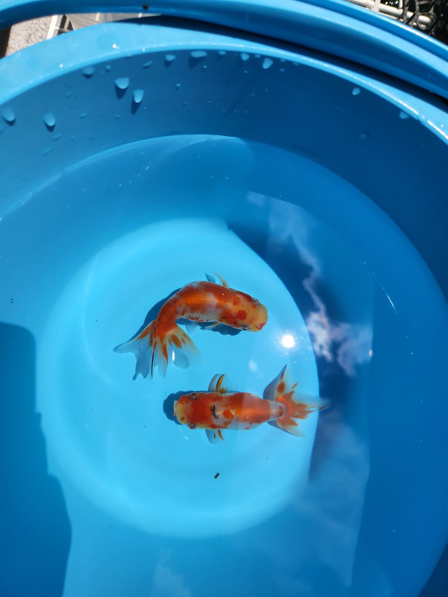 色が抜けちゃいました。飼育環境の問題なのかな。