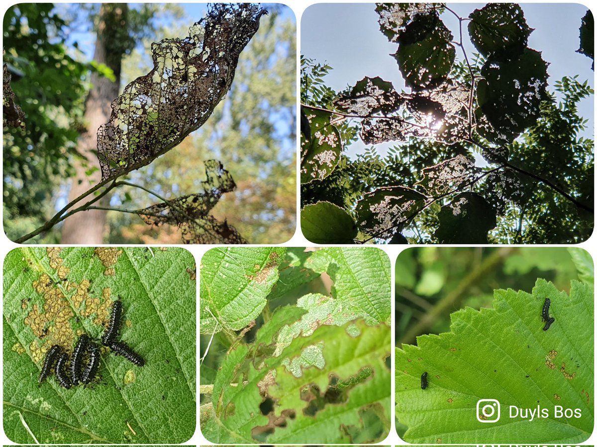 DuylsBos's tweet photo. De larven van het elzenhaantje maken met hun vraatzucht kantachtige blaadjes aan de els
#elzen #elzenhaantje #larven #kant #kunstwerk #indenatuur #natuurinaltena https://t.co/vrafPb62oI