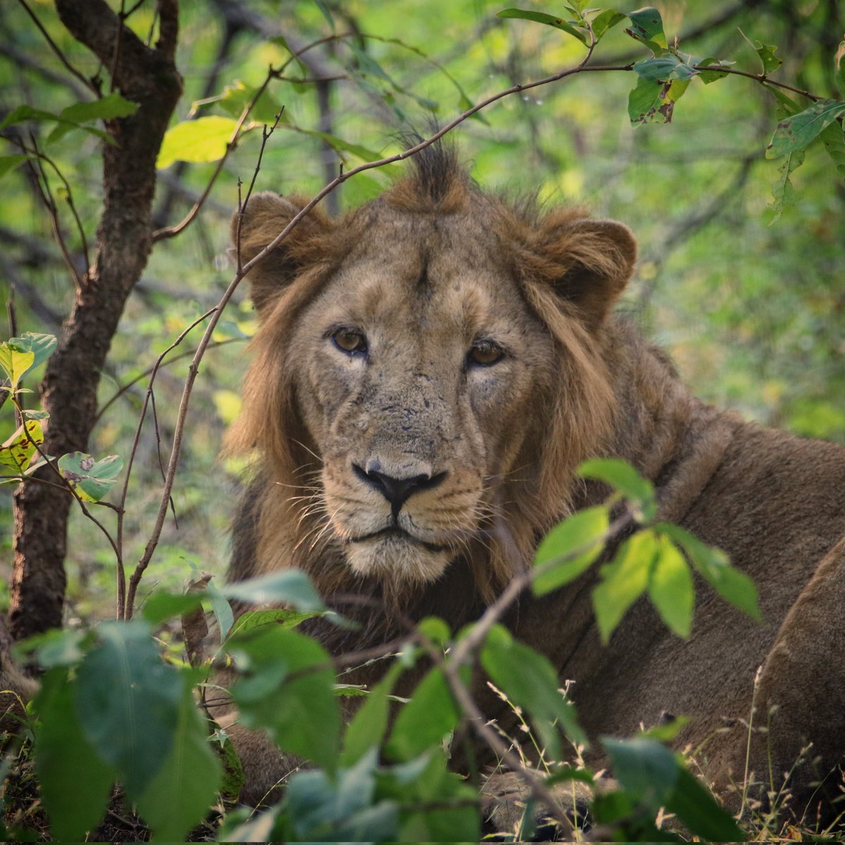 | Lion |
.
.
.
#NatGeoYourLens #YourLens #natgeoyourshot #netgeoasia #natgeoindia #natgeotraveler #natgeophotography #CaptureOnCanon #CanonEdge #sonybbcearth #earthcaptures #canon_official #canonofficialindia #canon100400ii #canon7dmarkii #canonasia #incredible_gujarat #