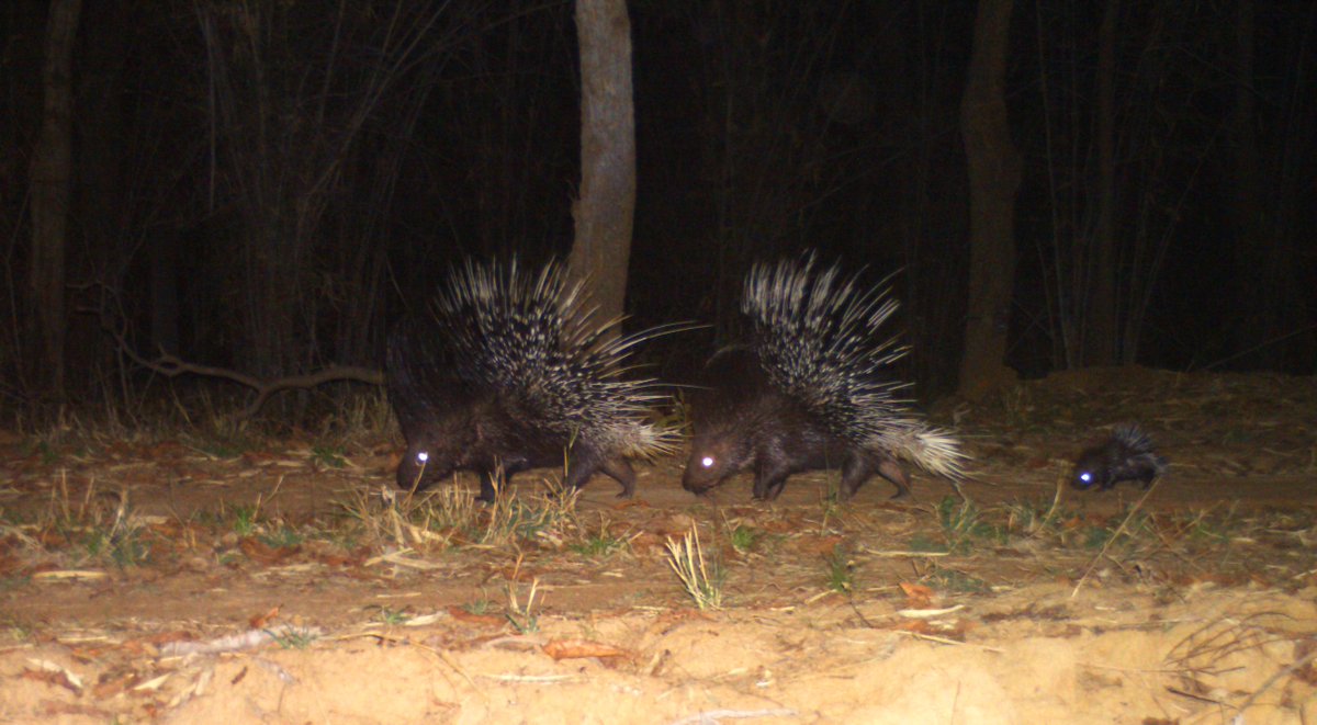 Tadoba-Andhari Tiger Reserve tweet media