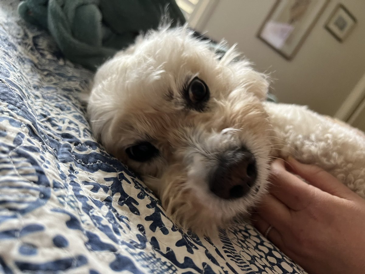 MissLatteMeg's tweet photo. Just being cute ….#DogsOnTwitter https://t.co/B3aySxODdC