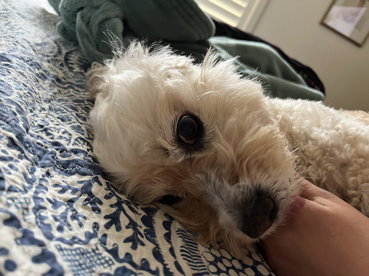 MissLatteMeg's tweet photo. Just being cute ….#DogsOnTwitter https://t.co/B3aySxODdC