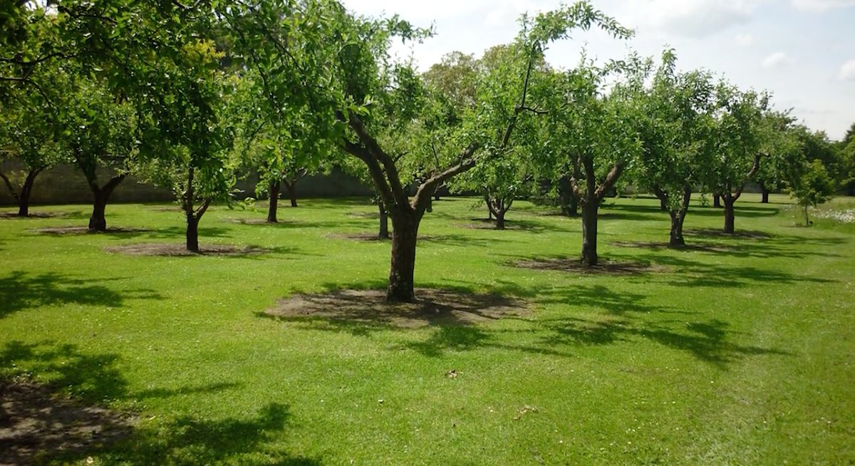 LWE_Hub's tweet photo. Have you ever wondered where your fruit comes from?

Toby Musgrave teaches you about heritage fruit and veg including the history of fruit and veg, varieties, and how to plan a kitchen garden.

🍏 https://t.co/OLrs9MCDcP

#heritagefruit #kitchengarden #fruitcourse #gardening https://t.co/9DVoCosMti