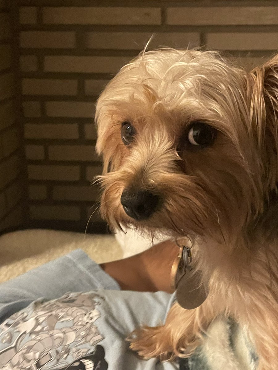 tali tweet media