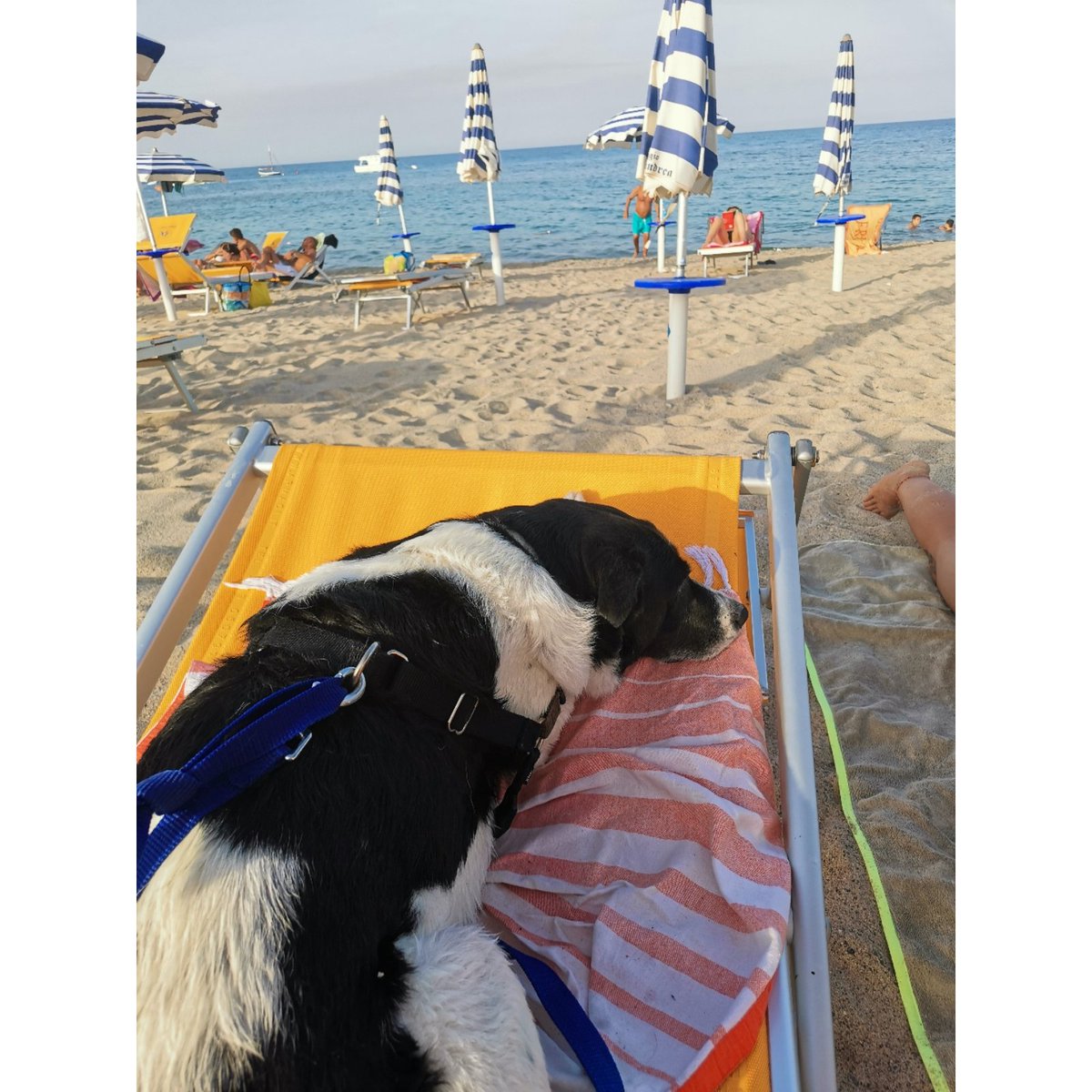 IoveneLaura's tweet photo. L'#ESTATE più bella è quella di chi NON li #abbandona. #mydog ❤️ https://t.co/6bNHm1dp0H
