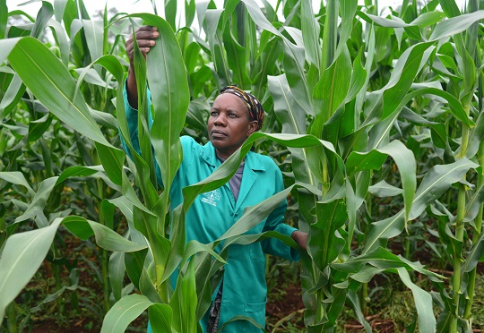 MumararunguDia1's tweet photo. Good morning dear farmers!!!!!

Always remember to scout to assess the health of your crop>>for better #qualityyield https://t.co/oRSNKId7dW