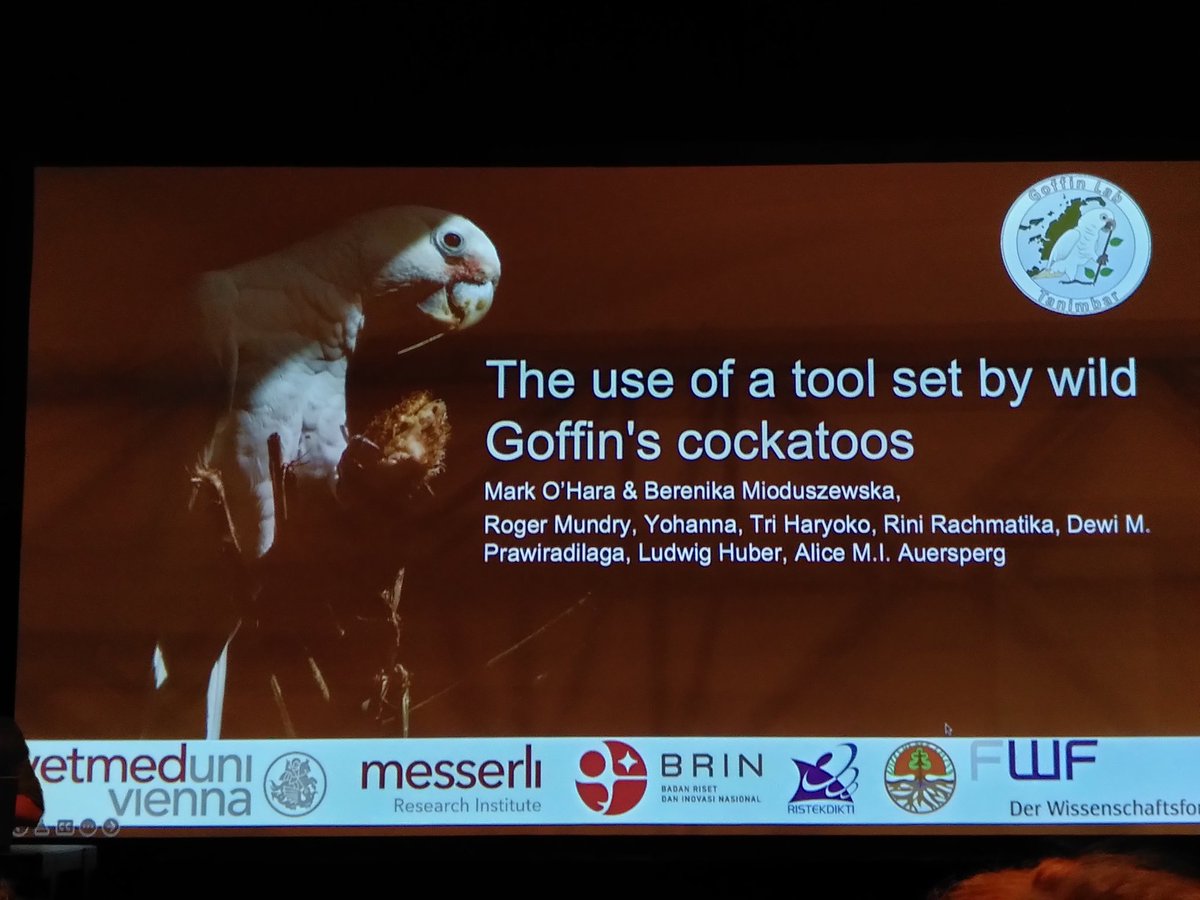 I had a chance to hold the replica of the tool set created by the Goffin's cockatoos and say hello to the authors (<a href="/BMioduszewska/">Berenika Mioduszewska</a> and <a href="/_MarkOHara_/">Mark O'Hara</a>) of the cool study on the manufacture and use of tools sets by this parrots :-)

<a href="/TanimbarLab/">Goffin Lab Tanimbar</a>
#ECBB2022Groningen