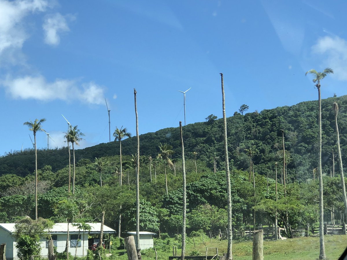 psulav's tweet photo. This week, I am in Vanuatu. Working with the biosecurity team, we are looking to develop a plan to control the devastating rhino beetle. Almost all the areas that we visited today had heavy damage. #rhinobeetle #vanuatu https://t.co/4pBvZFC8kd