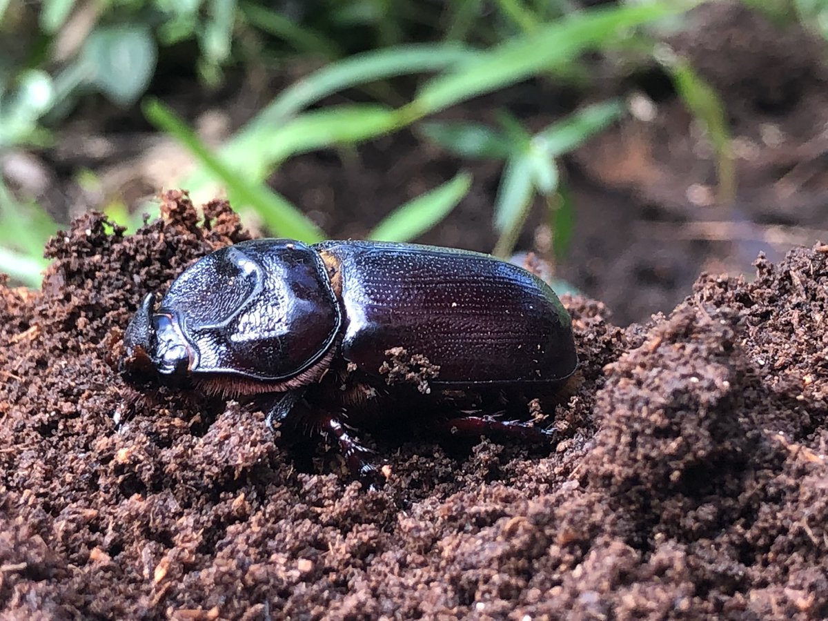 psulav's tweet photo. This week, I am in Vanuatu. Working with the biosecurity team, we are looking to develop a plan to control the devastating rhino beetle. Almost all the areas that we visited today had heavy damage. #rhinobeetle #vanuatu https://t.co/4pBvZFC8kd
