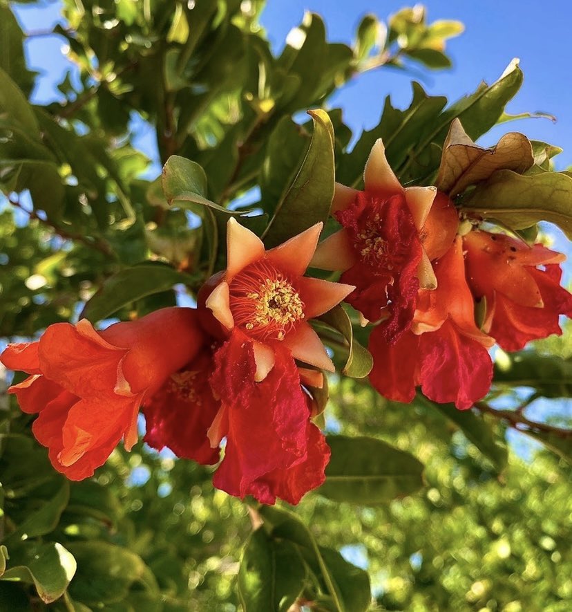 TaMaraPhoto3's tweet photo. Pomegranate flower ❤️ 

#BeautifulCyprus https://t.co/uS8F3oCuNq