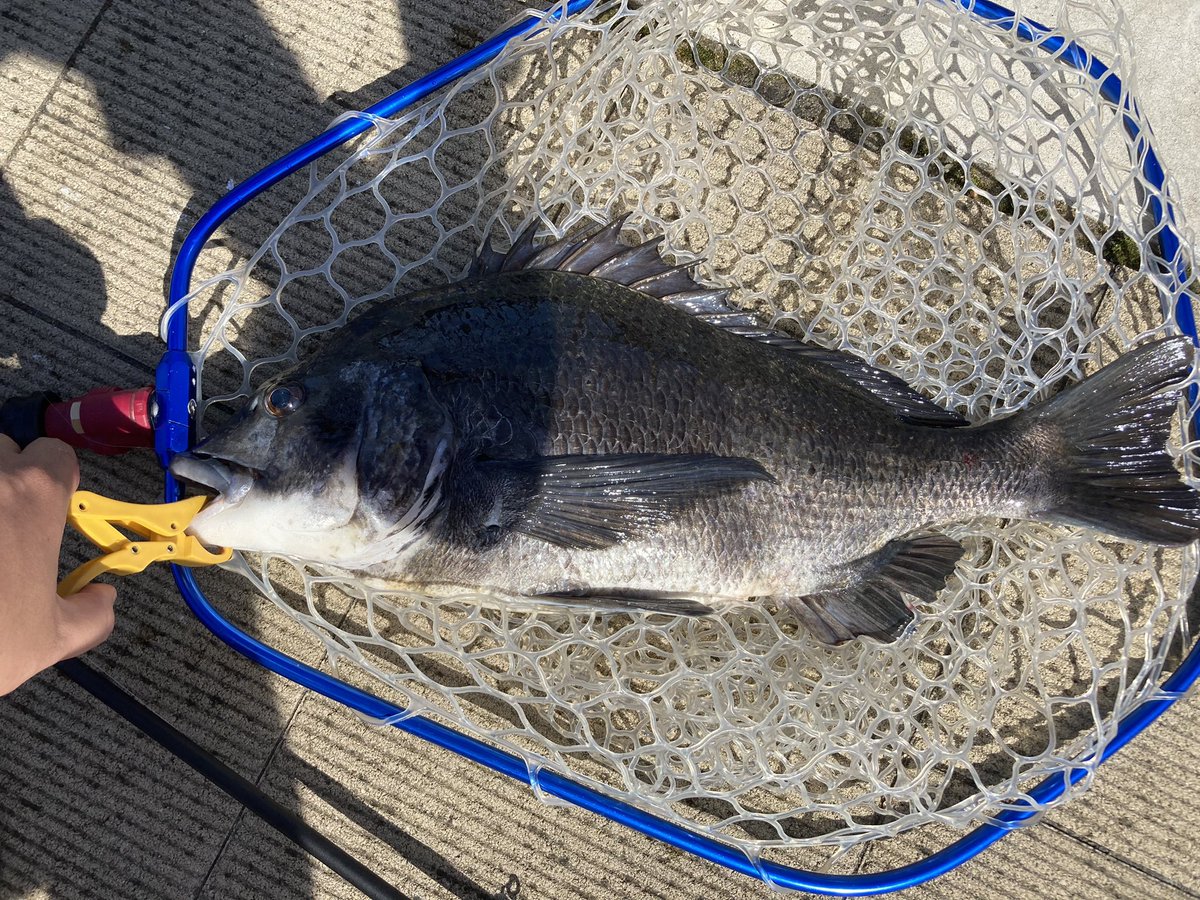 しん(pesu034)🦂🐿️🔰🐻✌️🐟 tweet media