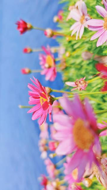 BonAlligi's tweet photo. If you can refrain from hoping, you bring yourself into the present moment and discover the joy that is already there. 

如果你能克制住内心的希冀，就更能让自己活在当下，去发现已经拥有的快乐。 https://t.co/jaPsXyKBDa