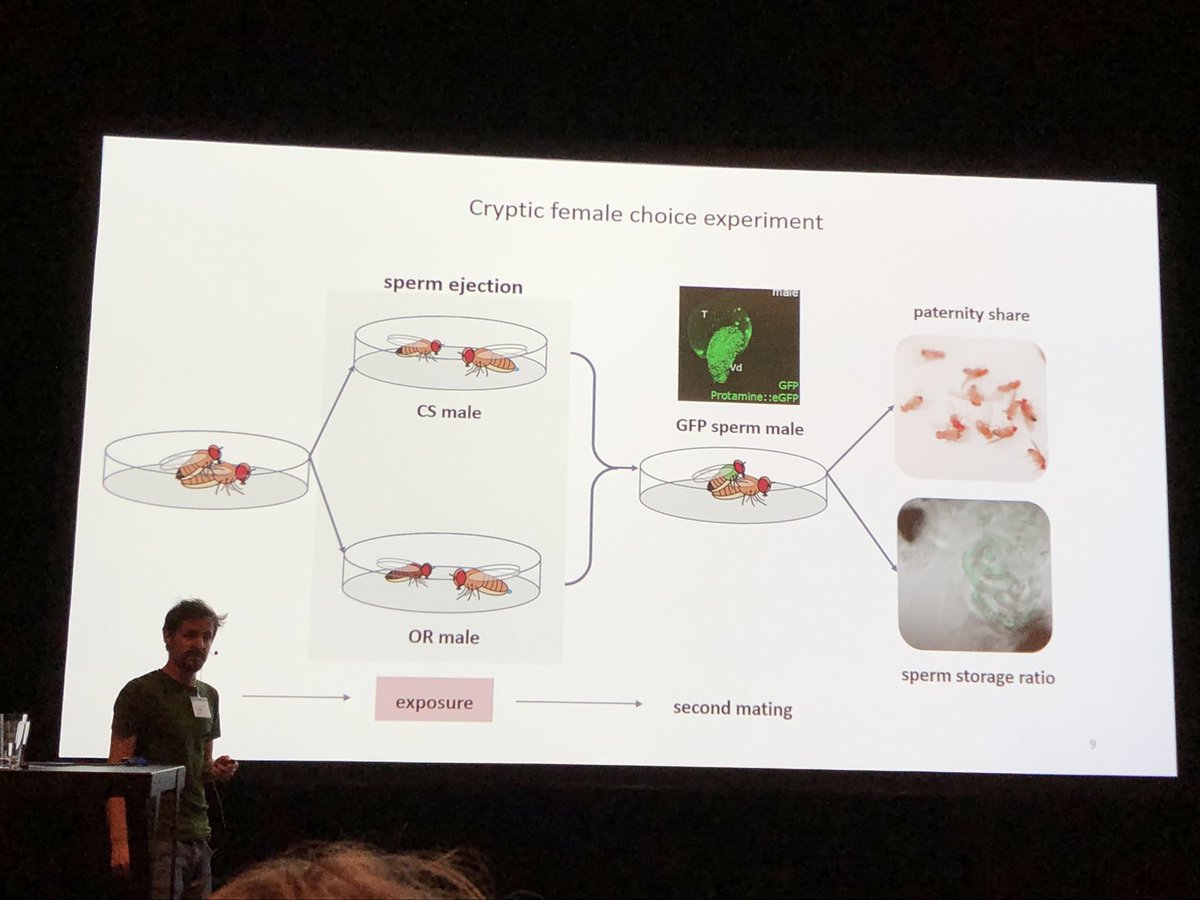 Impressed by the work of Nicolas Doubovetzky on cryptic female choice in Drosophila melanogaster <a href="/ecbb2022/">ECBB 2022</a> #ECBB2022Groningen #AllOfLifeIsSocial