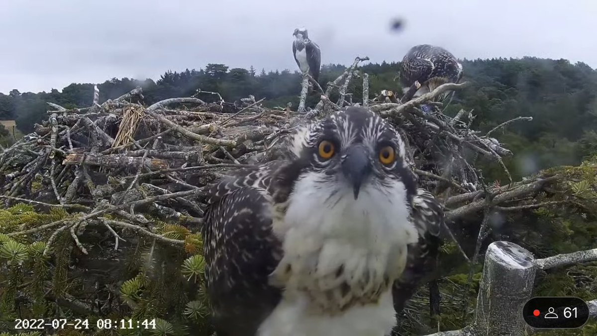 Newly fledged Osprey chick ‘5H1’ has already done several flights this AM. She then decided to land right in front of the camera for 5 minutes! @DorsetBirdClub @timmackrill @MeganMcCubbin @ChrisGPackham @RoyDennisWF @LivCooper23 @BrittanyMaxted @OspreyEurope