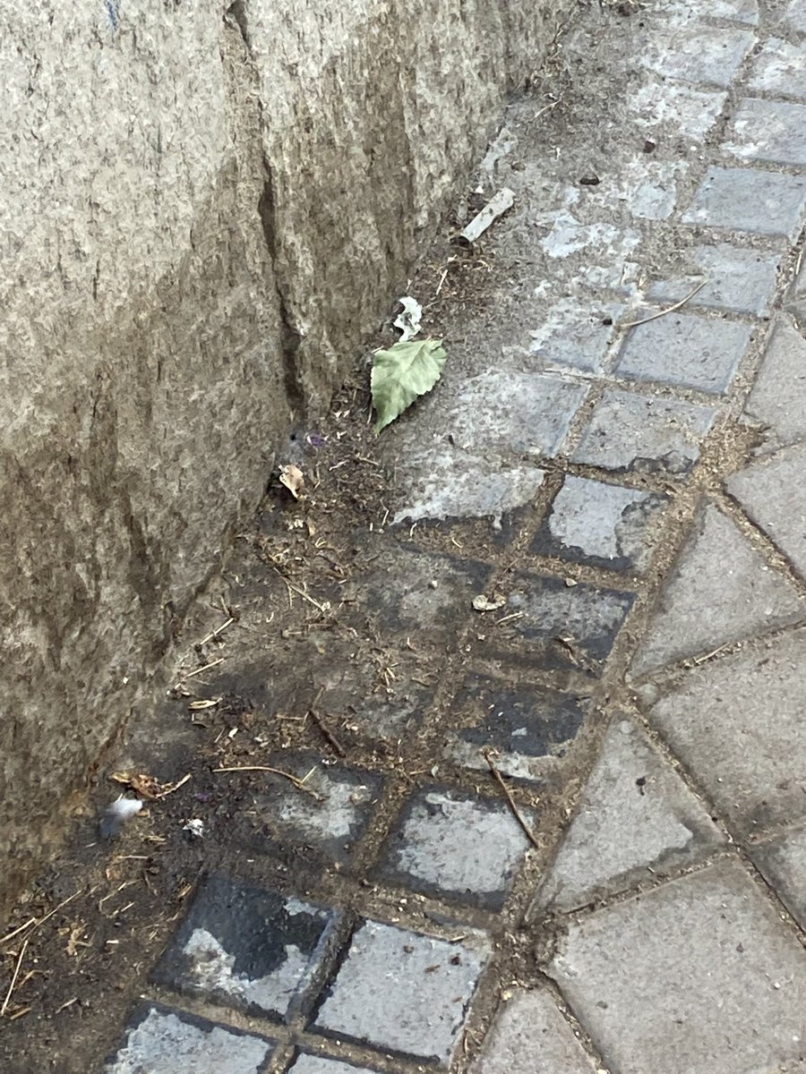 yolaffp1's tweet photo. @Lineamadrid Este es el abandono del ayuntamiento de Madrid a la calle Cuevas de Almanzora y éste es sólo un pequeño ejemplo, es una vergüenza! Por favor, Inviertan mis impuestos en que mis hijos puedan ir tranquilos por la calle @JMDHortaleza @AlmeidaPP_ @IdiazAyuso @MADRID https://t.co/h1UwrFnCag
