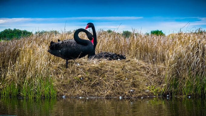 Black Swan nest