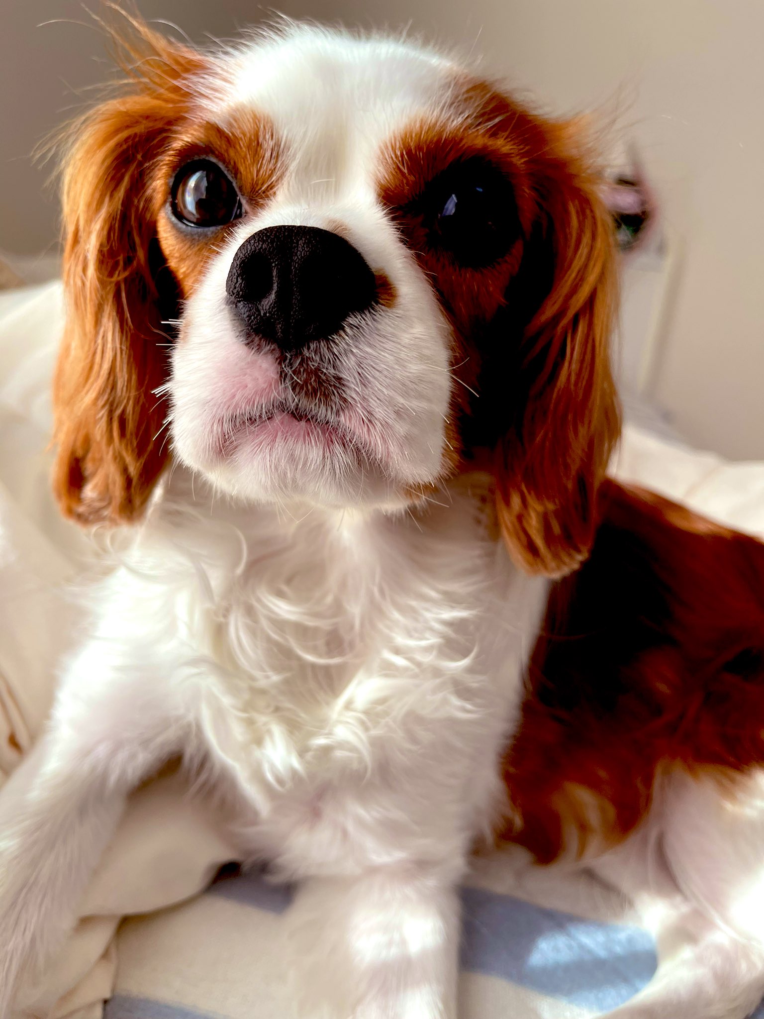 キャバリアという種類の犬 Coothecavalier Twitter
