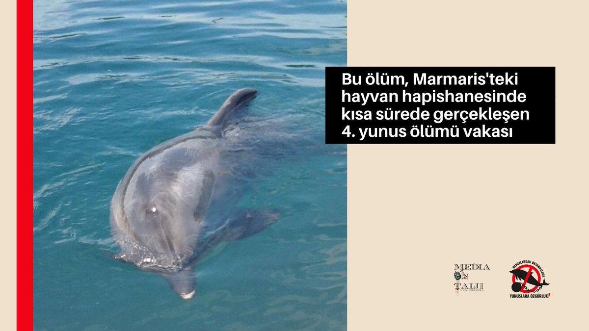 ozguryunuslar's tweet photo. 📢 Elimize geçen açık kanıt niteliğindeki diğer fotoğraf/videoları da kullanarak yunus parkına dava açılması için çabalayacak, gelişmeleri sizinle paylaşacağız. Splash ile birlikte diğer tutsak hayvanlar için adalet ve özgürlük talep ediyoruz! @tctarim @vahitkirisci @ParkMarmaris https://t.co/PpZEux4Pw0