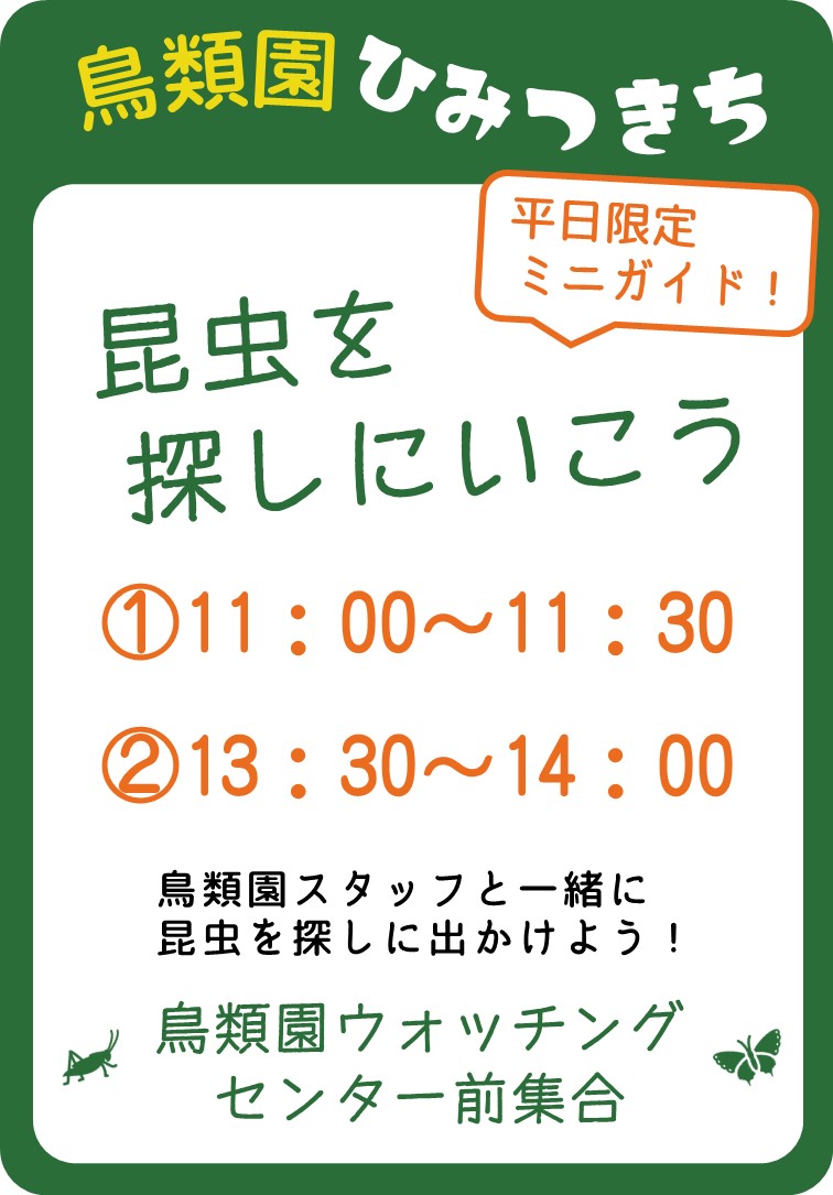 鳥類園で昆虫を探しにいこう 本日から8月26日までの平日限定で 鳥類園スタッフと一緒に昆虫を探すミニガイドを実施します 期間中 無料で何回でもご参加できますので ぜひ鳥類園にお越しください 葛西臨海公園 鳥類園 夏休み 昆虫 江戸川区 江戸川区民