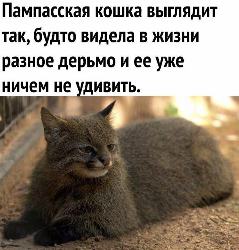 Пампасская кошка повидавшая разного дерьма