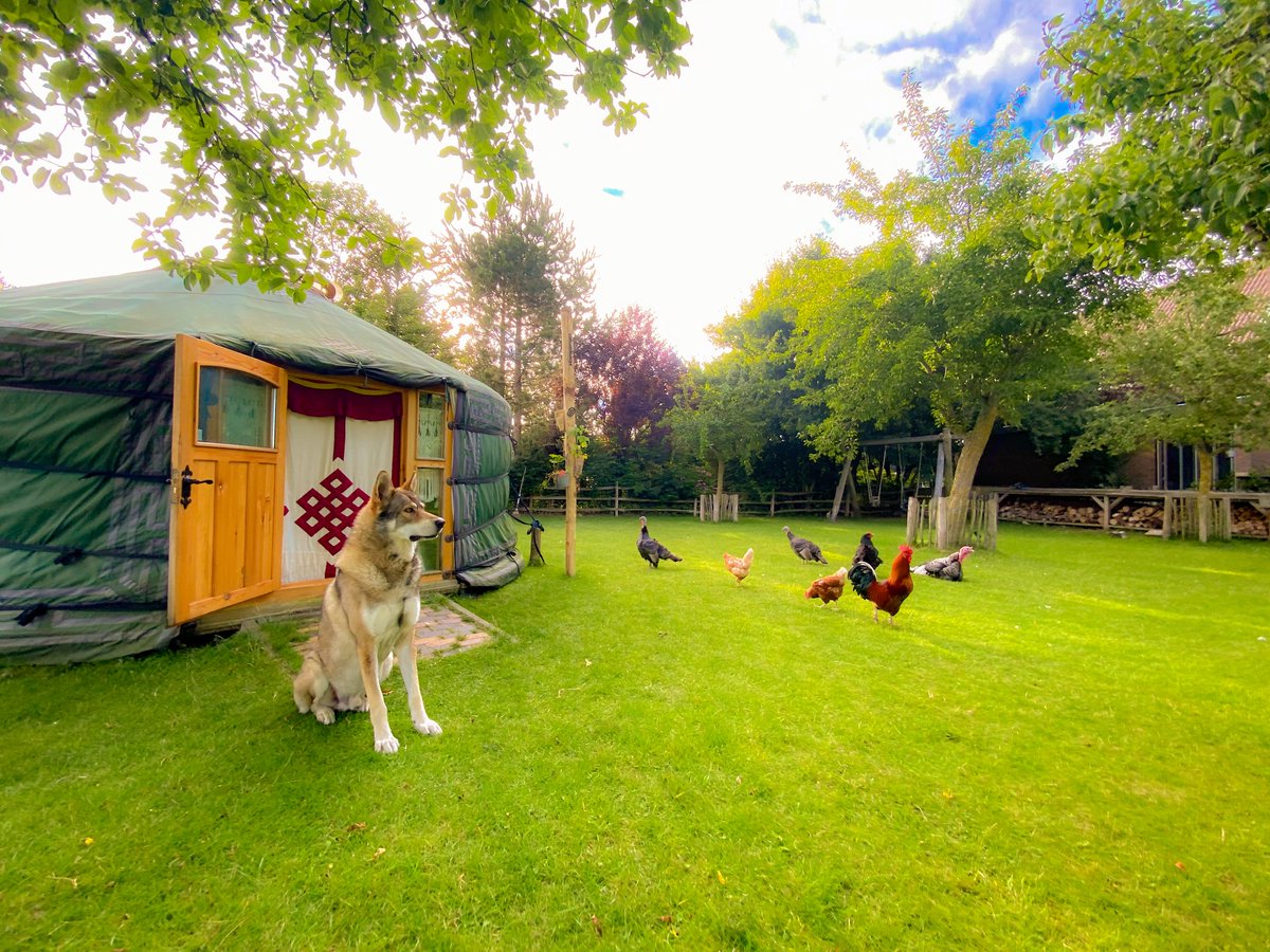 RowanHartsuiker's tweet photo. Just a little view in front of my little office studio in our garden. 🤓

#yurtoffice #yurtlife #webflow #webflowexpert https://t.co/6WW8MdxEMd