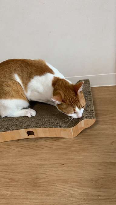 Twitterのコスプレ画像47