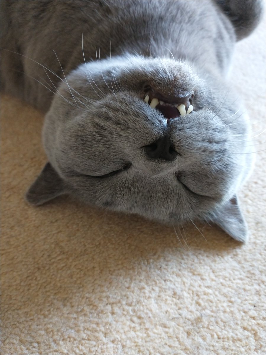 NMTate01's tweet photo. Happy Sunday! 😹😻❤️ #CatsofTwittter https://t.co/zUxD08FRW1