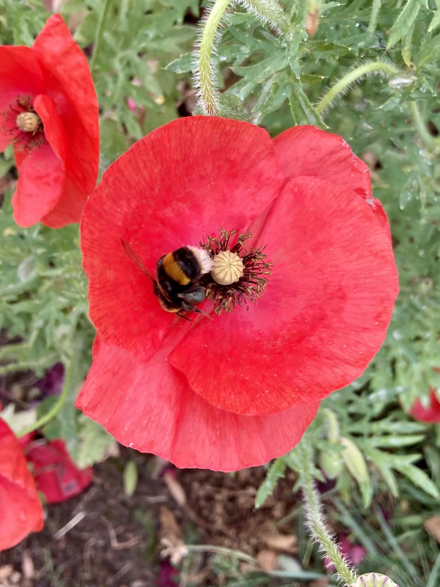 RedgateGardens1's tweet photo. 🌺Good #SundayMorning from our beautiful @Redgate_Primary 🌺 Have to thank a certain Mr Arnold for these gorgeous poppies adding such colour all along the front of the school.🌺☀️🥰 #MrA #poppies #colourburst #school #gardening https://t.co/0rTIzT2CtV