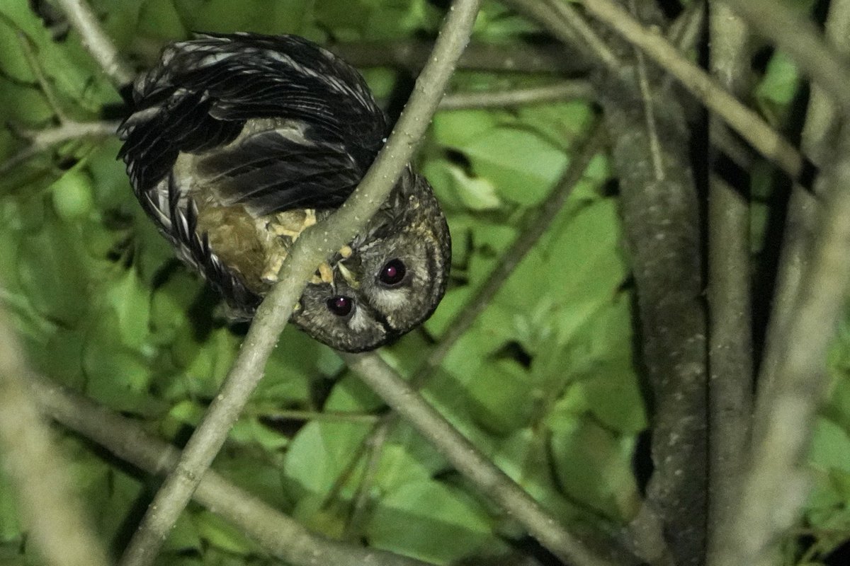 CGTN on Twitter "How much can you turn your head? 180 degrees at best