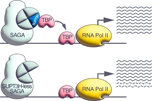 LaszloTora's tweet image. Our latest paper about how the SAGA complex @saga assembles without SUPT3H, but unlike yeast, SUPT3H is not required for TBP deposition on promoters and global Pol II transcription, affecting only a subset of genes, is published in NAR! gkac637, doi.org/10.1093/nar/gk…
