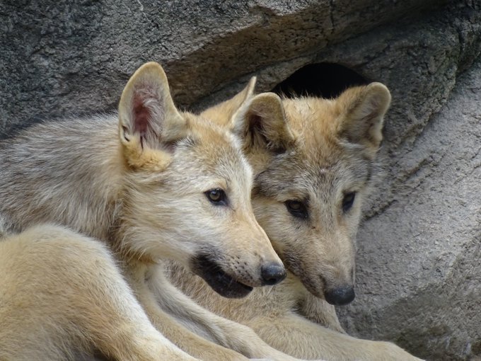 狼可愛いこ Stpt Pt