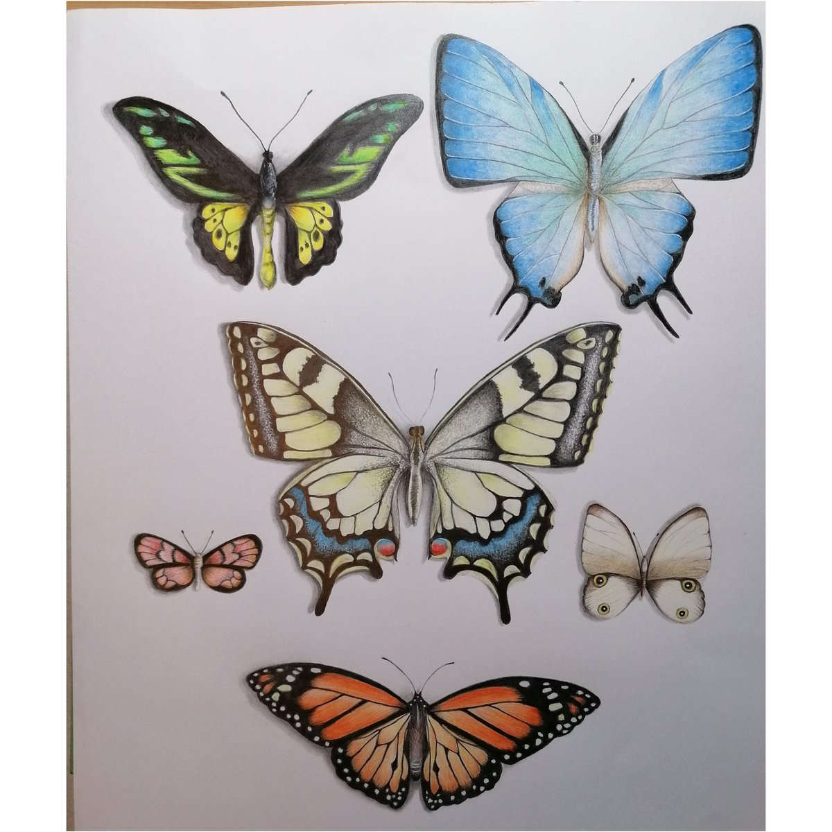 diddydodar's tweet photo. One from my past. Drew this some years ago, now hanging in my living room. #artist #Pencildrawing #Butterflies https://t.co/aupl7ezLRl