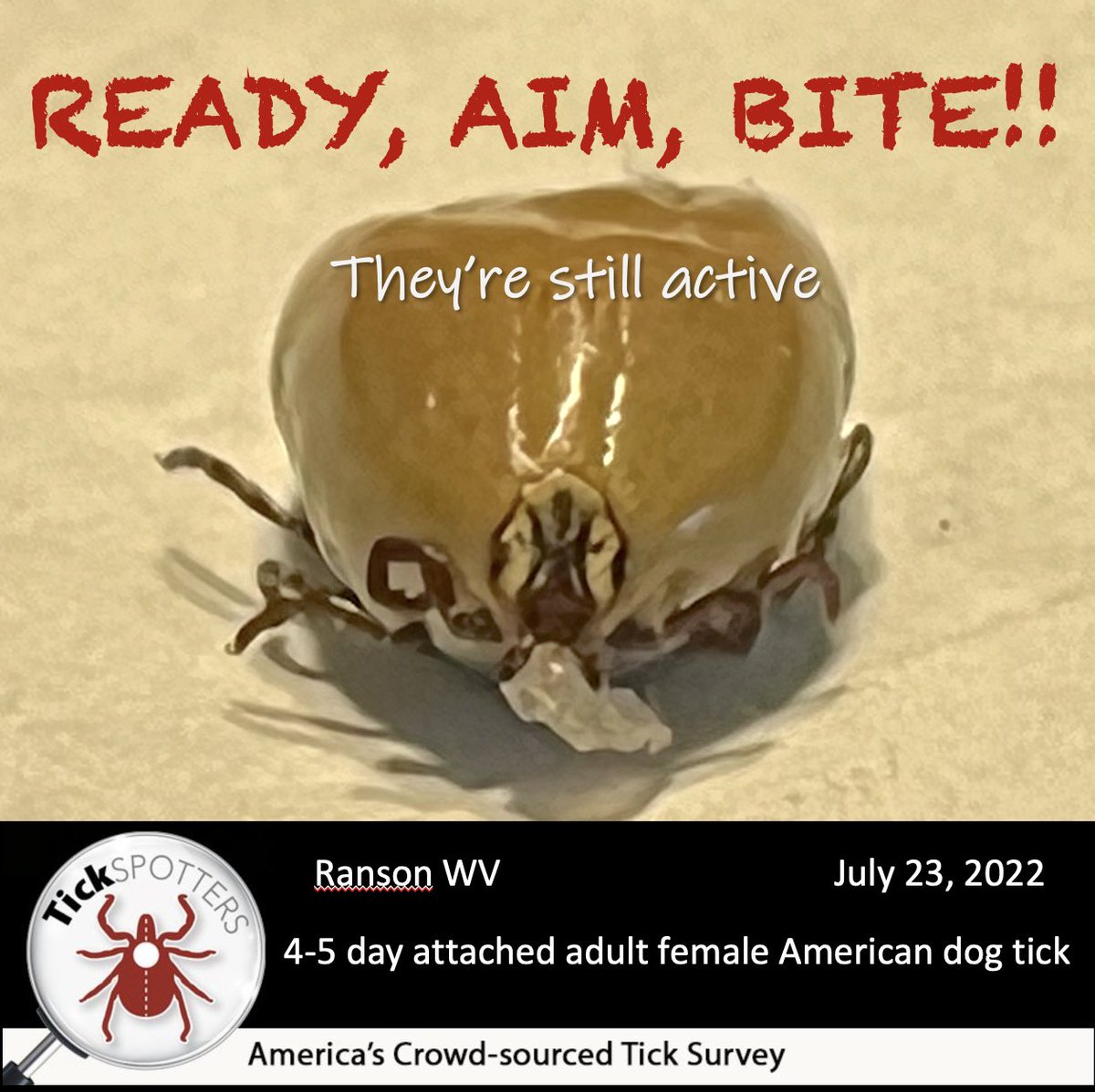 thetickguy's tweet photo. Do ticks really have a ‘preference’ where they bite, or do they just end up biting at the same typical locations because of other factors? What do you think? #BeReadyForTicks because they’re ready for you! @RealMalachowski @LonnieRhea https://t.co/O3nJFMfnsx
