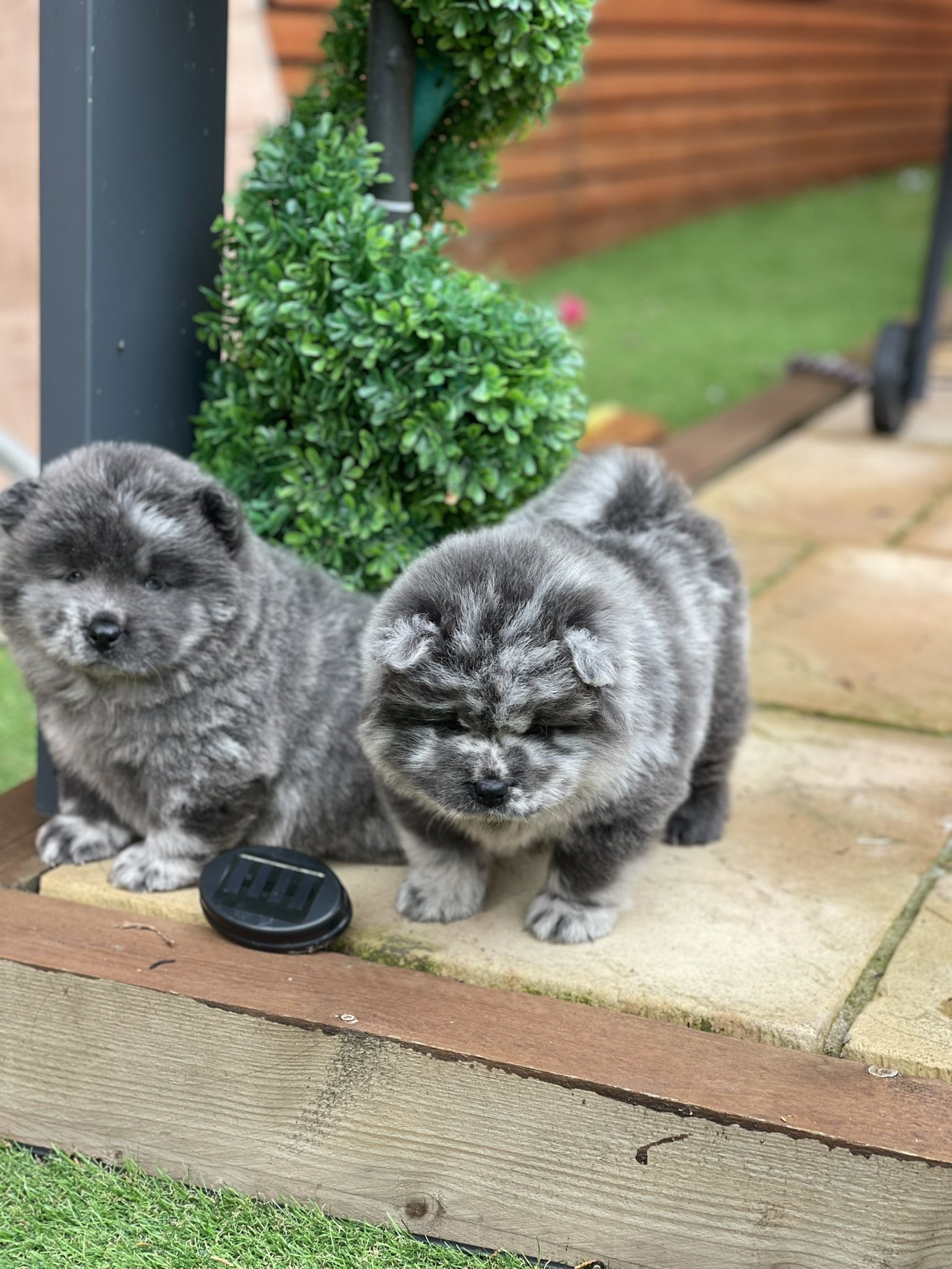 Anthony moylan on X Moywan Chow Chows Blue Merle Chow Chow Boys https t 8lvJMC1HEv X
