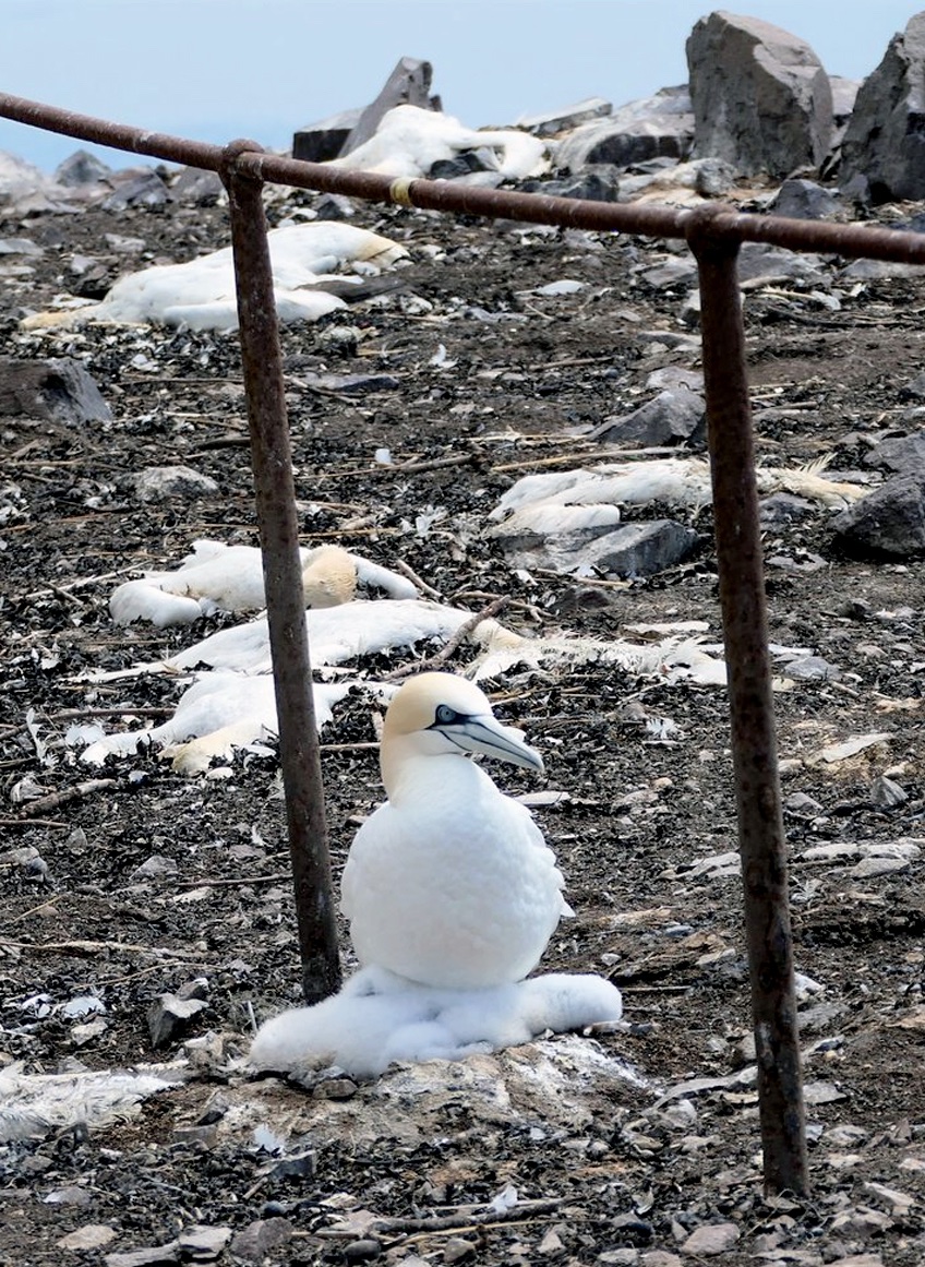 Mark Jessopp (@gannetguy) on Twitter photo new workshop at #corkseabirds conference on monitoring responses to #avianflu. Details and registration link at corkseabirdconference.com/about-3-1
<a href="/smp_seabirds/">UK Seabird Monitoring Programme</a> <a href="/wood_mj/">Matt Wood</a> <a href="/TheSeabirdGroup/">The Seabird Group</a> <a href="/Seabirders/">World Seabird Union</a> new workshop at #corkseabirds conference on monitoring responses to #avianflu. Details and registration link at corkseabirdconference.com/about-3-1
<a href="/smp_seabirds/">UK Seabird Monitoring Programme</a> <a href="/wood_mj/">Matt Wood</a> <a href="/TheSeabirdGroup/">The Seabird Group</a> <a href="/Seabirders/">World Seabird Union</a>