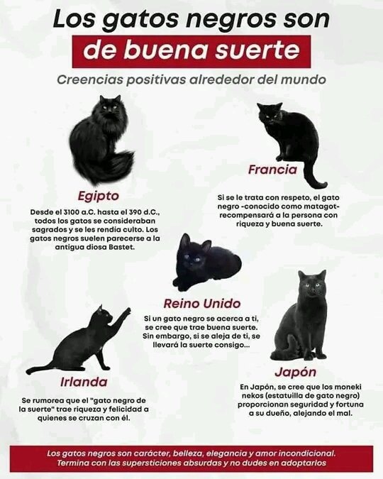 Tiofelino's tweet photo. Creencias sobre los gatos. ¿Que otra conoces? https://t.co/bTeP9Mp5iO