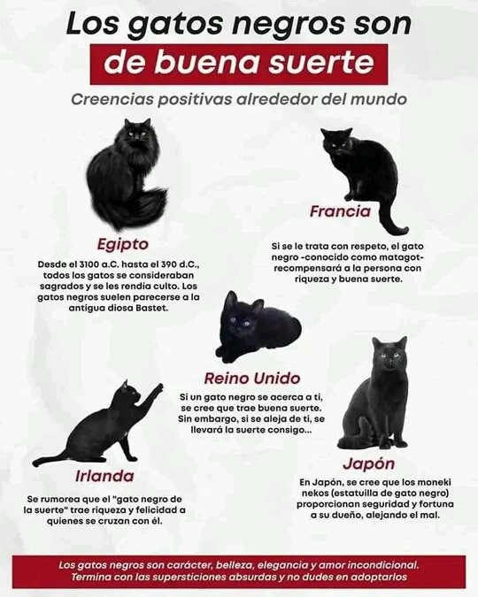 Creencias sobre los gatos. ¿Que otra conoces?