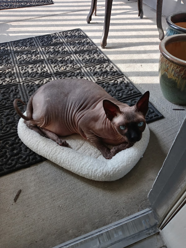QuasarDTRH's tweet photo. "Weekends don’t count unless you spend them doing something completely pointless." ~ Watterson
"Then the male IS a weekend because he is completely pointless and can barely count." ~ Quasar
#catsoftwitter #catsoftiwtter #Sunday #sphynx https://t.co/QjG85052c8