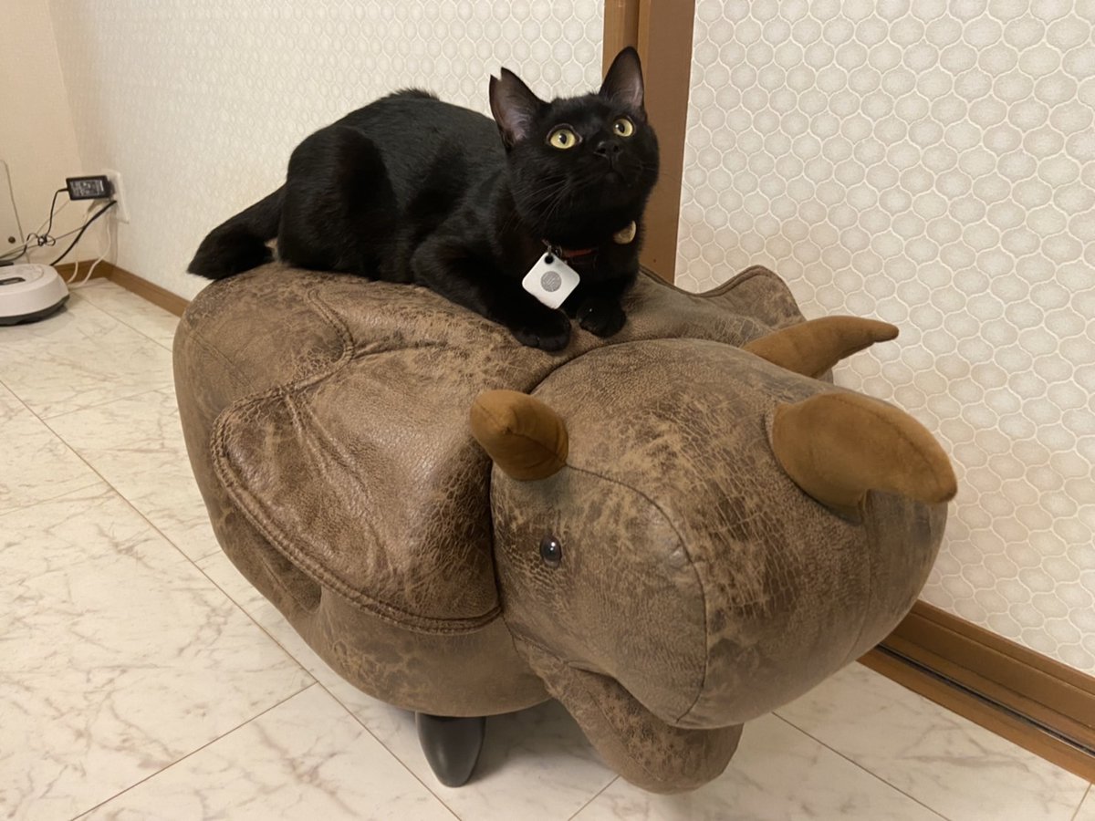 「俺のトリケラトプス一緒に乗ってく？」

ばばあ、やっと帰国しました。
バンコクで買ったキャットハウスとグラサンで早速、遊びます。
モデルはやんちゃ&amp;甘えん坊の大和。

気分は渡哲也！
似合ってるかにゃ？