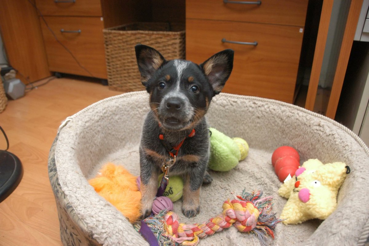 SNVHvet's tweet photo. Creating the Perfect Puppy in 7 Days https://t.co/5Pn7O9k17d https://t.co/NTBaYW7ZeJ