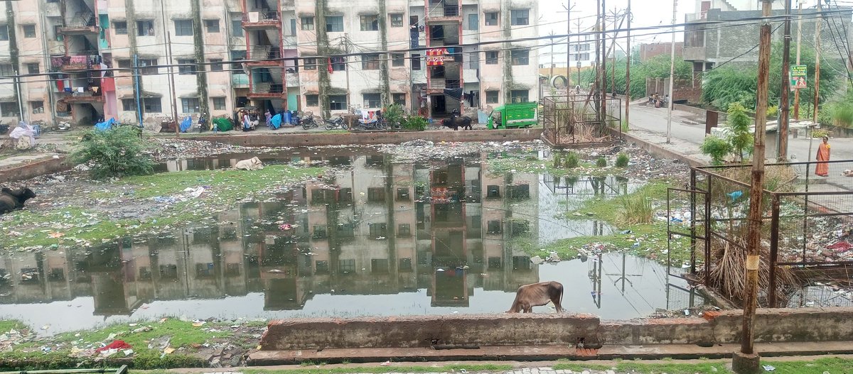 ब्लॉक 205 कांशीराम कॉलोनी शताब्दी नगर फेस II पनकी पिछले 5 साल से ये पार्क ऐसे ही पड़ा है क्या कोई है जो इस पार्क को cleen करवा सके Pls kindly request you to get it cleaned @DMKanpur @kdakanpur @nagarnigamknp