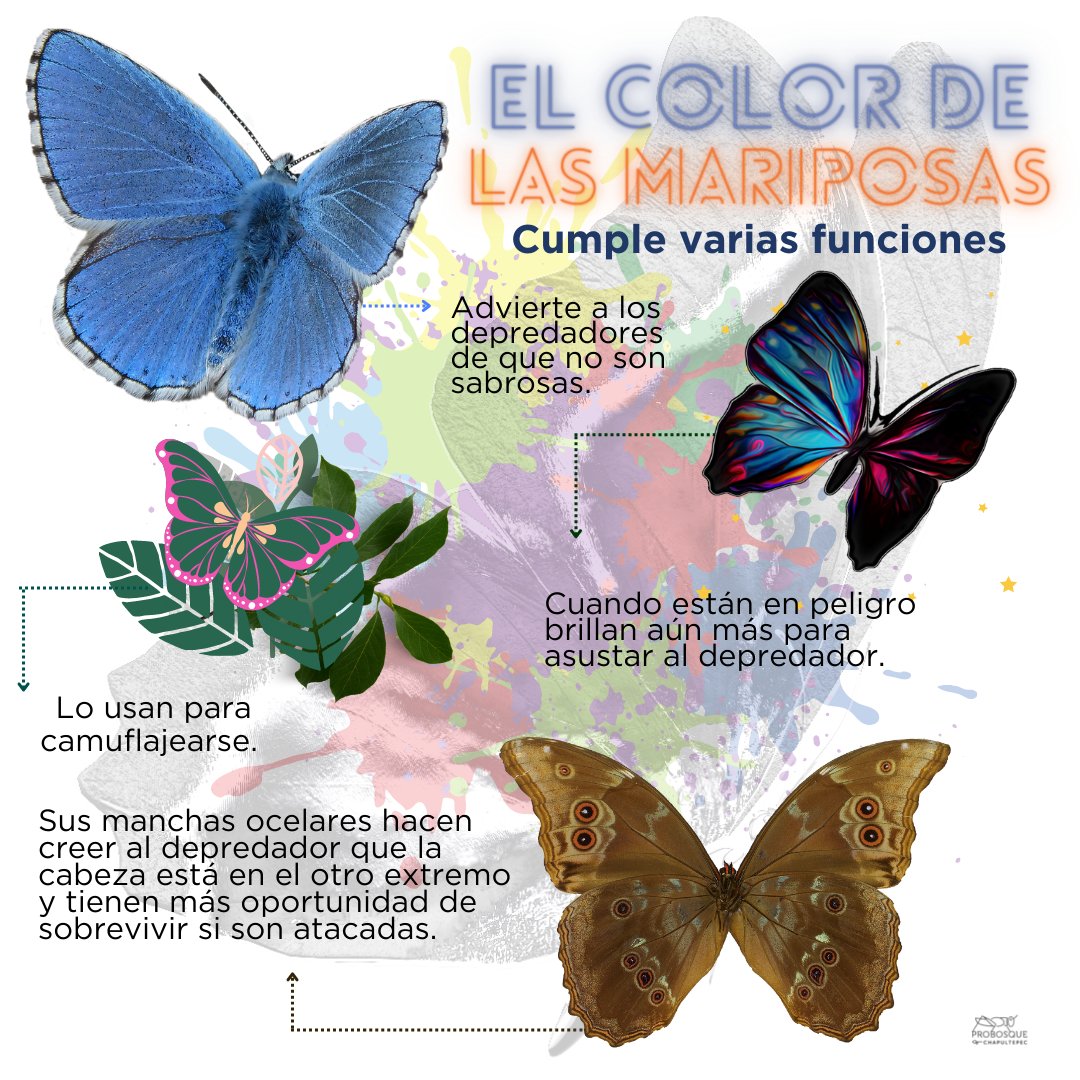 Los colores de las mariposas tienen importantes funciones para su  supervivencia y además las hace tan hermosas como son. 🦋😍, image size:1080x1080