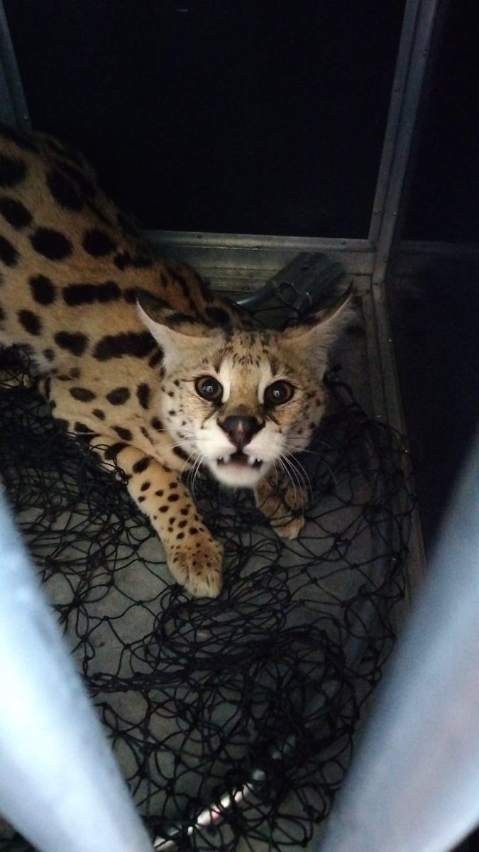 bzcentrum's tweet photo. Het specialisatieteam ‘Redden van dieren’ van de brandweer heeft de serval gevangen.
We brengen het dier over naar het Natuurhulpcentrum Opglabbeek. https://t.co/2j3HGtwAUH
