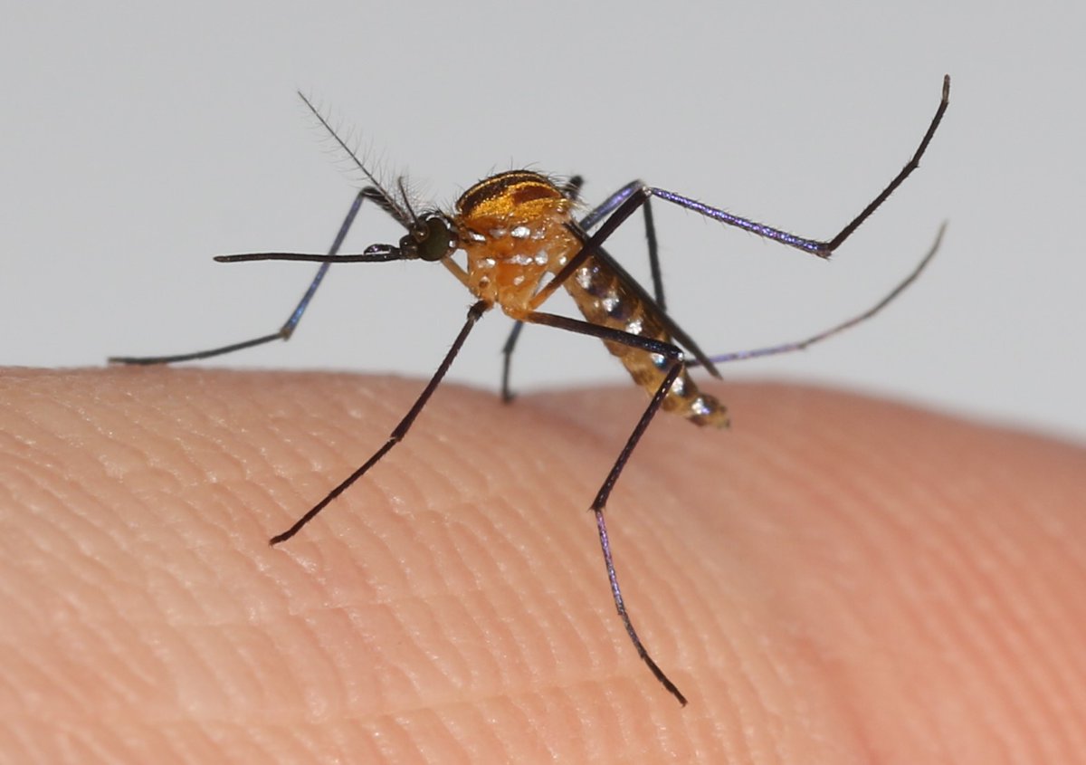 KristinSloyer's tweet image. Getting lots of great shots out here in AZ, first time out here, remembering how exciting it is to see new and excited species of mosquitoes! Here is Aedes purpureipes, a stunning treehole mosquito.  @BiodiversiLary @UFBugsGradCoord @FmelUf #UFBugs