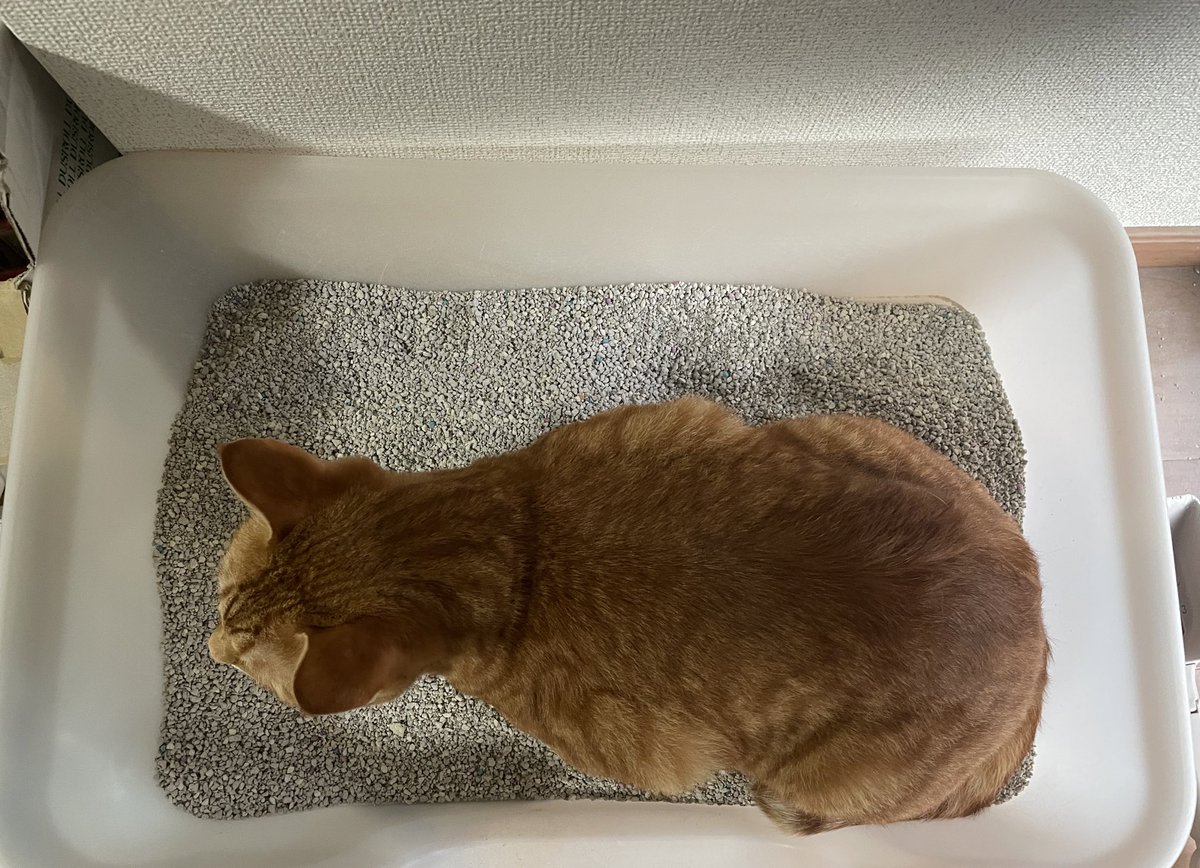 ZINMONA_neko's tweet photo. なんでそこおるん…
トイレしてるわけでもないのに😂

新しい砂が心地よかったのかな？

#猫  #猫がいる幸せ  #猫のいる暮らし  #猫好きさんと繋がりたい  #じんもな https://t.co/00grEkNmPP