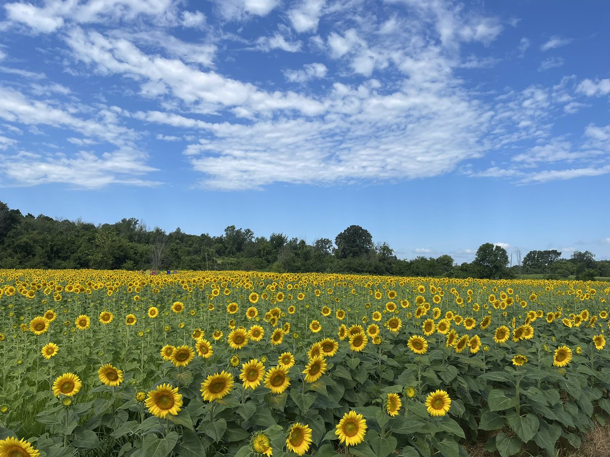 My favorite Time of year has begun ❤️🌻