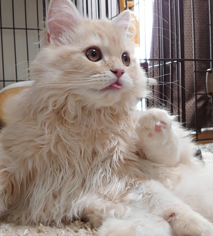moco_0313's tweet photo. 舌出てるよー！
#猫　#cat https://t.co/ogWSNqs5iO